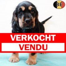 Engelse Cocker 060825 M(BE4087) 031025.verkocht.png