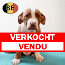 American Staffordshire Terrier 270725 M (BE0807) 260925.verkocht.png
