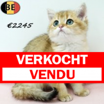 Britse Korthaar Chinchilla Gold 130625 F(BE7034) 190925.verkocht.png