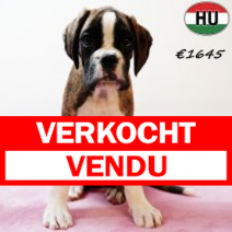 Boxer 290525 F(HU3394) 170925.verkocht.png