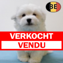 Maltezer 010825 M(BE6931) 011025.verkocht.png
