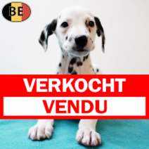 Dalmatier 210725 M(BE0157) 170925.verkocht.png