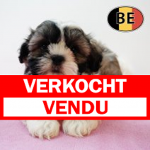 Shih Tzu 010825 F (BE0907) 260925.verkocht.png