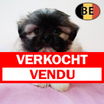 Shih Tzu 310725 F(BE6588) 260925.verkocht.png