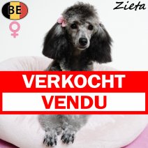 Dwergpoedel Zieta 120325 F(BE4046) 111025 verkocht - vendu.jpg