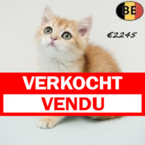 Britse Korthaar Chinchilla Gold 130625 M(BE6972) 190925.verkocht