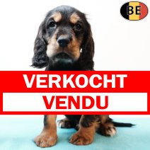 Engelse Cocker 060825 M(BE5037) 031025 verkocht - vendu.jpg