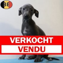 Italiaanse Windhond 080725 M(BE4645) 100925 Verkocht - Vendu.jpg