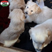 Golden Retriever pups (HU) Beschikbaar 201125...jpg