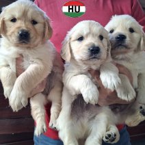 Golden Retriever pups (HU) Beschikbaar 201125.jpg