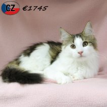 Maine Coon 030625 F(CZ2885) 141025.jpg