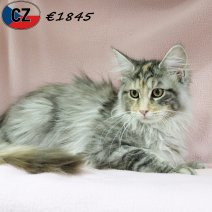 Maine Coon 110625 F(CZ2896) 141025.jpg