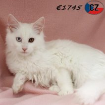 Maine Coon 110625 F(CZ2888) 141025.jpg