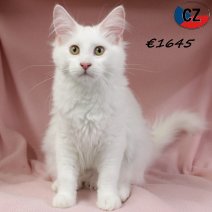 Maine Coon 110625 F(CZ2900) 141025.jpg