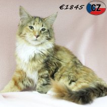 Maine Coon 110625 F(CZ2895) 141025.jpg