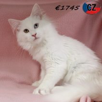 Maine Coon 030625 F(CZ2882) 141025.jpg