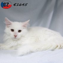 Maine Coon 030625 M(CZ2901) 141025.jpg