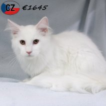 Maine Coon 030625 M(CZ2891) 141025.jpg