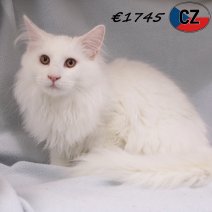 Maine Coon 030625 M(CZ2892) 141025.jpg