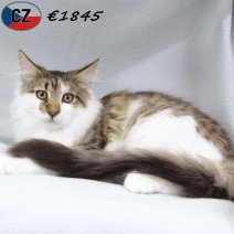 Maine Coon 030625 M(CZ2887) 141025.jpg