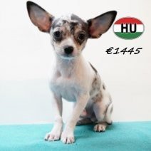 Chihuahua 300525 M (HU3406) 170925.jpg