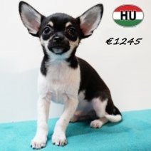 Chihuahua 300525 M (HU3407) 170925.jpg