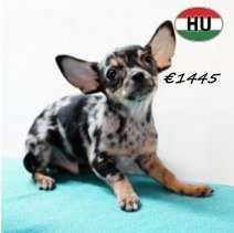 Chihuahua 300525 M (HU3408) 170925.jpg