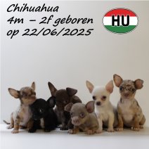 Chihuahua 220625 (HU) 141025.JPG