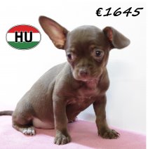 Chihuahua F 220625 (HU1864) 141025.JPG