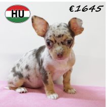Chihuahua F 220625 (HU1865) 141025.JPG