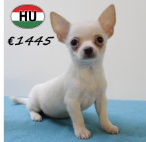 Chihuahua M 220625 (HU1869) 141025.JPG