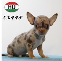 Chihuahua M 220625 (HU1871) 141025.JPG