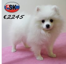 Keesje F 130625 (SK2281) 141025.JPG