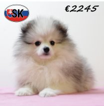 Keesje F 130625 (SK2282) 141025.JPG