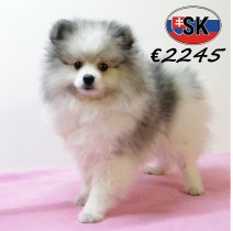 Keesje F 130625 (SK2287) 141025.JPG