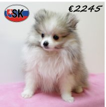 Keesje F 130625 (SK2290) 141025.JPG