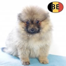 Keesje M 140825 (BE3048) 141025.JPG