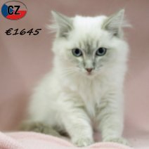 Ragdoll 100625 F(CZ3076) 141025.jpg