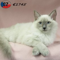 Ragdoll 050625 F(CZ2890) 141025.jpg