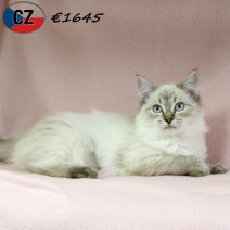 Ragdoll 100625 F(CZ2897) 141025.jpg