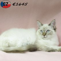 Ragdoll 100625 F(CZ2899) 141025.jpg