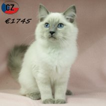 Ragdoll 050625 F(CZ2898) 141025.jpg