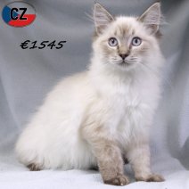 Ragdoll 100625 M(CZ2883) 141025.jpg