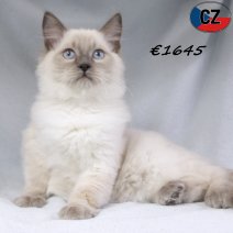 Ragdoll 100625 M(CZ2884) 141025.jpg
