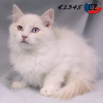 Ragdoll 100625 M(CZ2889) 141025.jpg