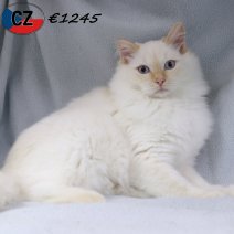 Ragdoll 090525 M(CZ2894) 141025.jpg