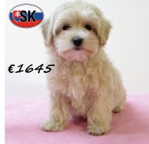 Maltipoo F 180625 (HU1996) 141025.JPG