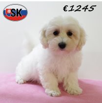 Maltipoo F 180625 (HU3922) 141025.JPG