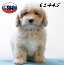 Maltipoo M 180625 (HU1925) 141025.JPG