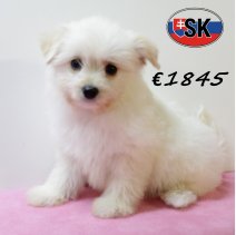 Pomapoo F 240625 (HU8936) 141025.JPG